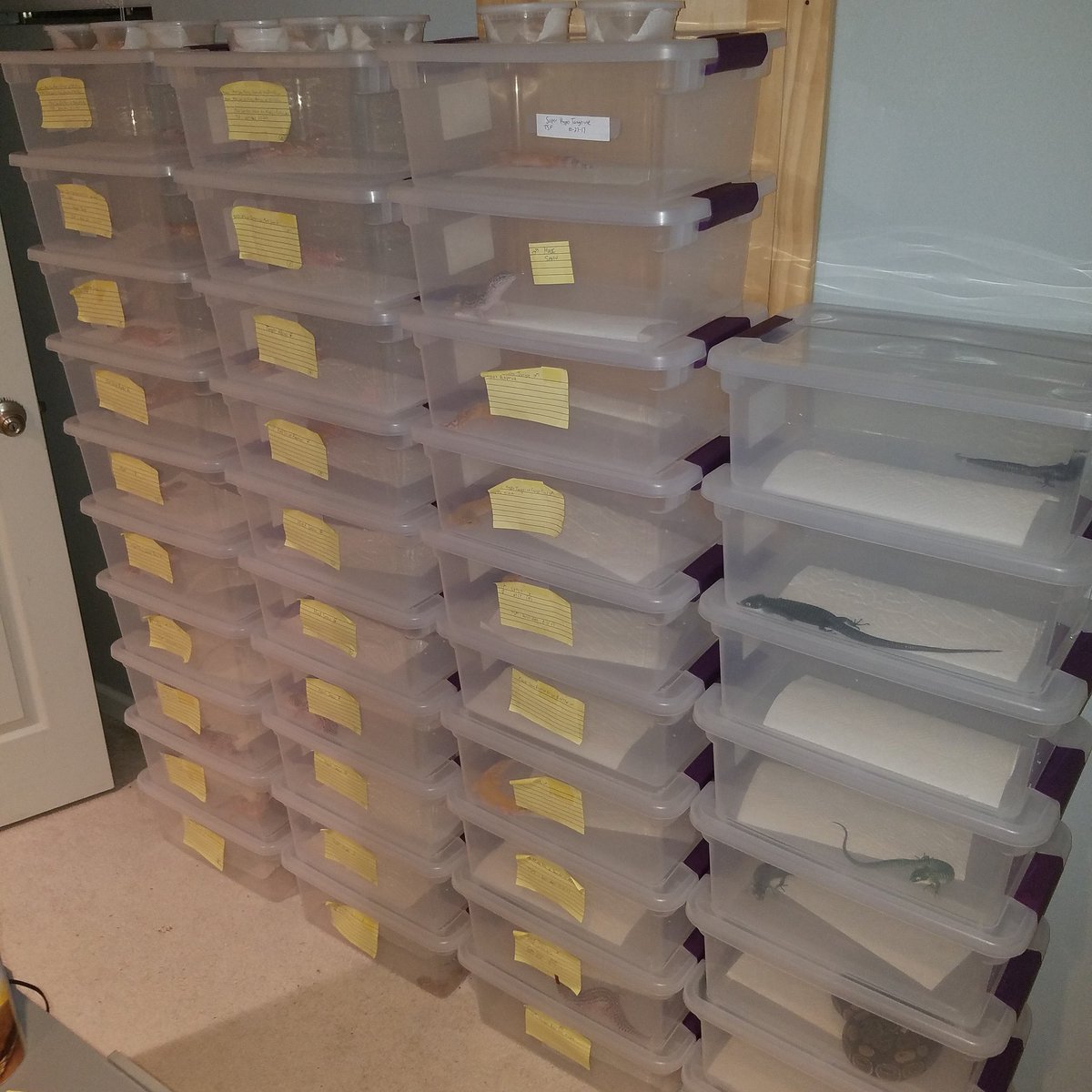 MidExoPets's tweet image. It&apos;s time to move!