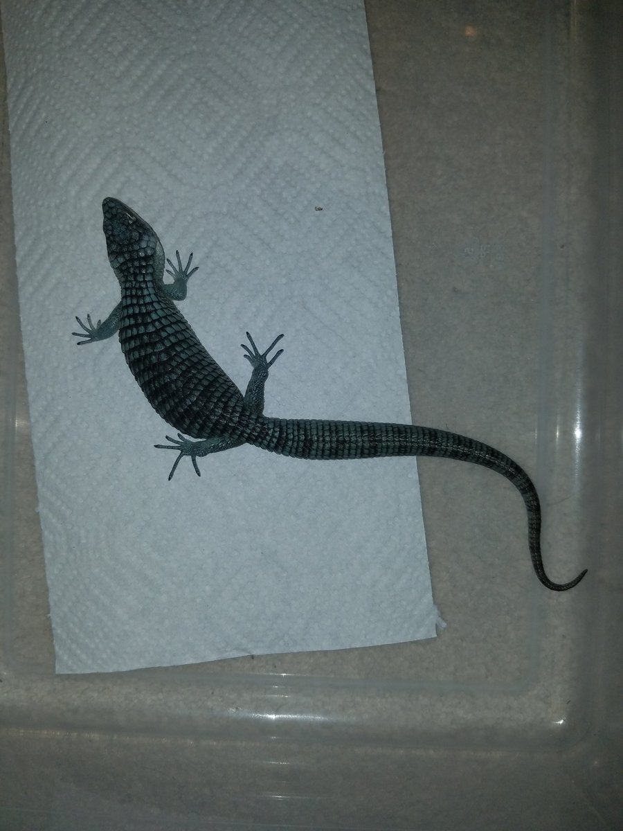 MidExoPets's tweet image. Abronia Graminea