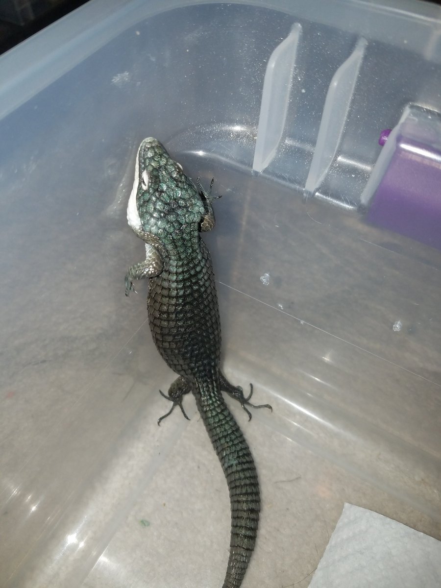 MidExoPets's tweet image. Abronia Graminea