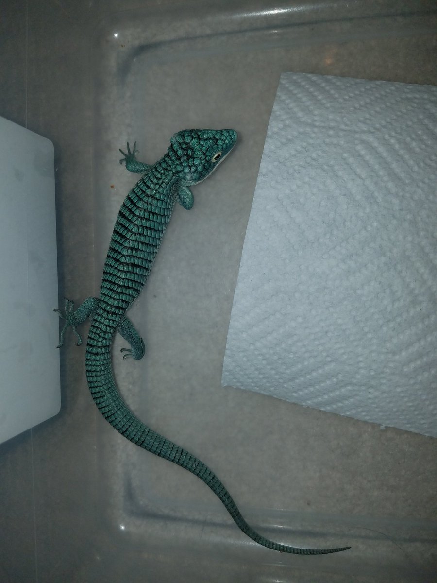 MidExoPets's tweet image. Abronia Graminea
