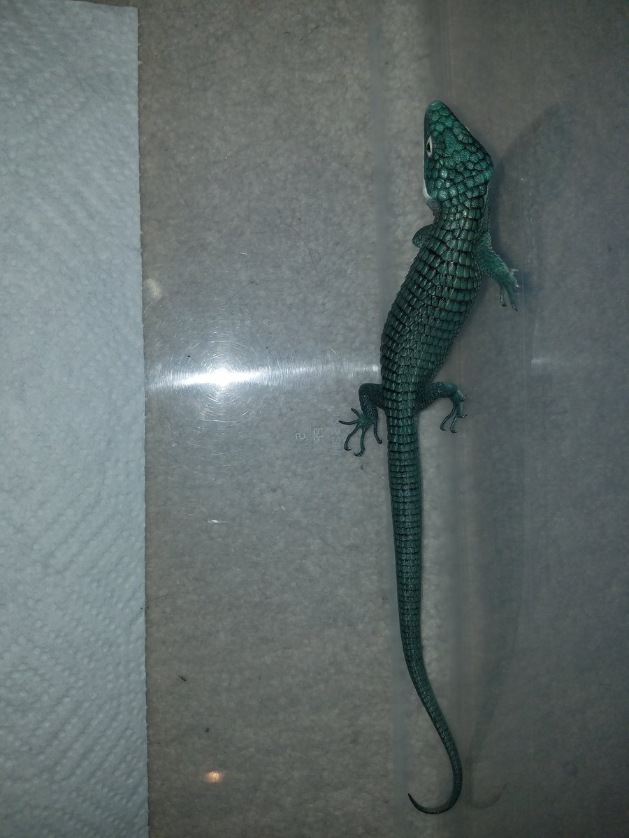 MidExoPets's tweet image. Abronia Graminea