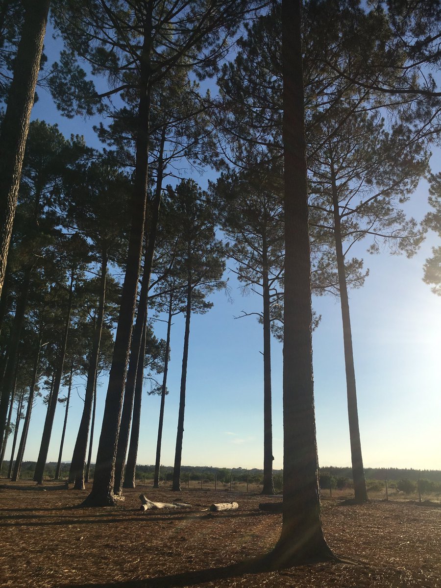 We ran a poll last week to gauge best days for additional weekday patrols. From Next week 20 March, weekday patrols will be provided on Tuesday and Thursday mornings. @BikeMob_SA <a href="/BikePark_uitsig/">The Bike Park</a> <a href="/TrailandTar/">GrantB</a> <a href="/StokeSuspension/">Stoke Suspension</a> <a href="/FreewheelZA/">Freewheel Cycology</a>