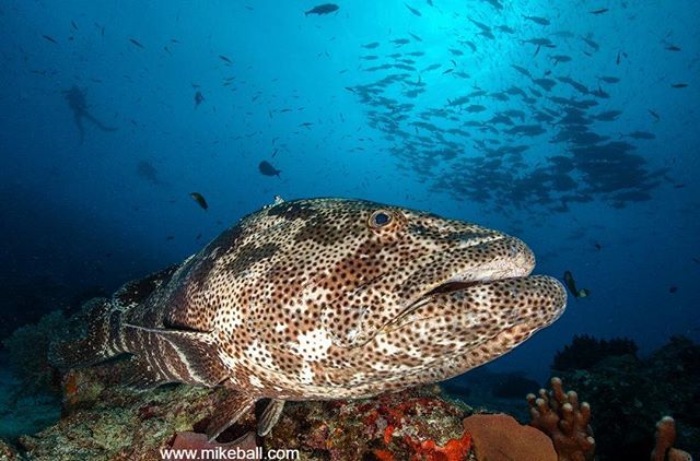 mikeballdive's tweet photo. There is a lot of fish everywhere at Lighthouse Bommie
Photo credit: @seajewlz
#spoilsportlive #mikeballdive #codfish #greatbarrierreef #ribbonreefs #exploreTNQ #thisismyparadise #thisisqueensland #Australia #scubadiving #Cairns #exploreGBR #scubadivin… https://t.co/af9fHBUQ0D https://t.co/4HPxZefLAb
