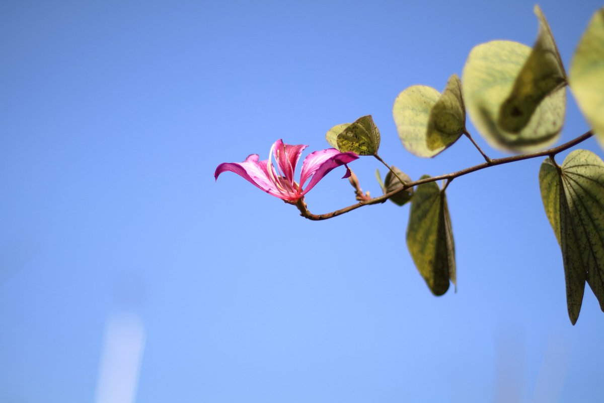 植树节到了，春暖花开😊