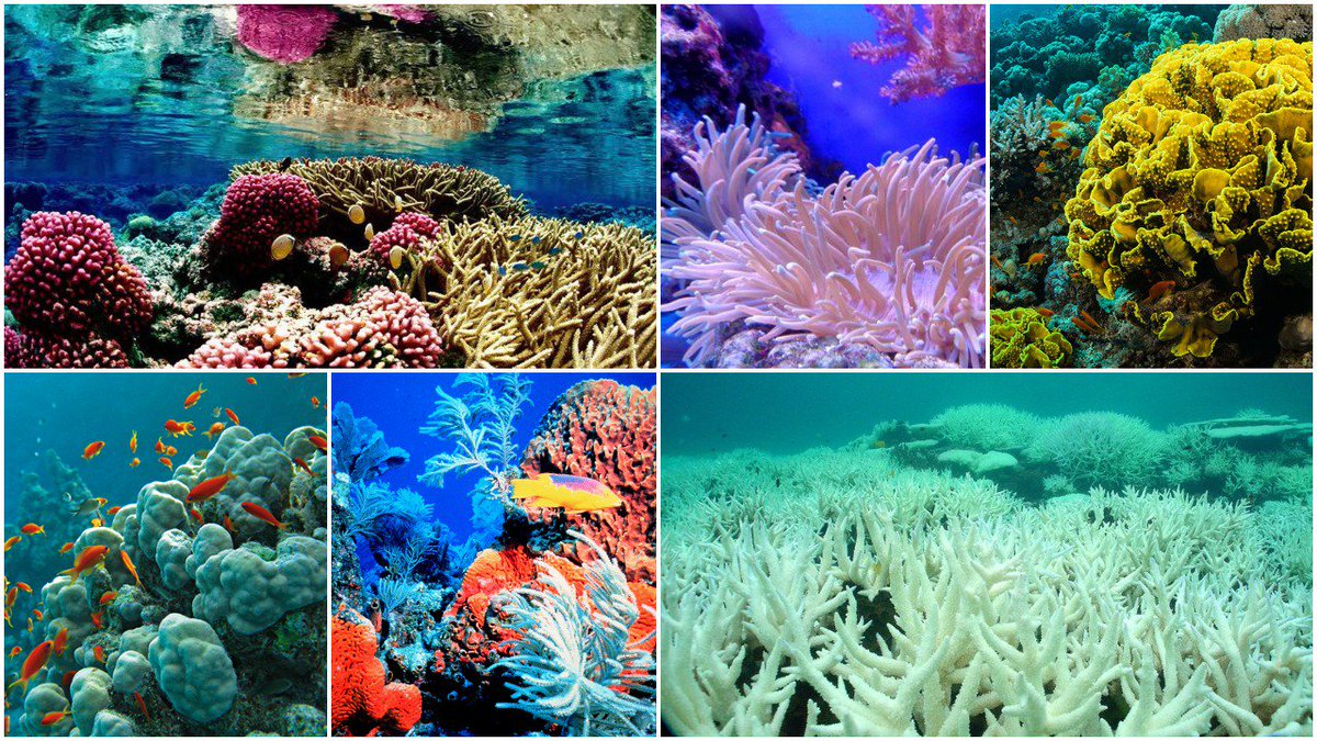DhanrajNathwani's tweet photo. As #oceans get more acidic, sediments that constitute #coralreefs could begin dissolving by the end of this century; According to calculations, #coralsediments will begin dissolving by 2050; by 2080, they will dissolve faster than they are formed: #JournalScience study https://t.co/ktkzM1BniH