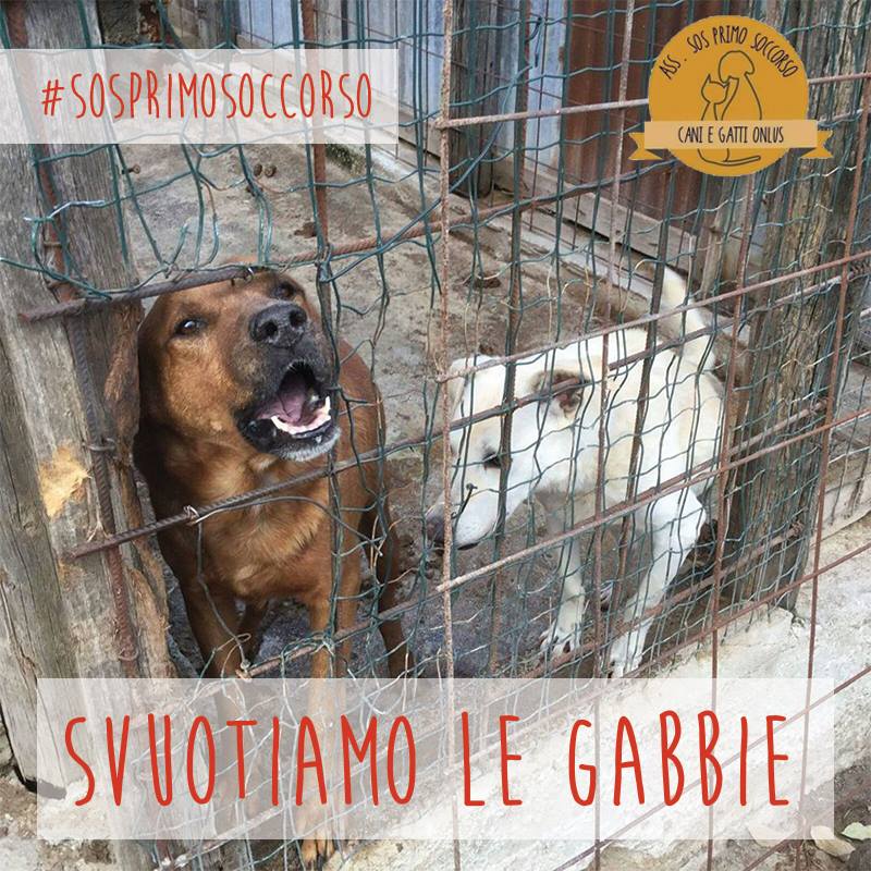 francycognato's tweet photo. Adottate un cane dal canile,non ve ne pentirete
Un cane abbandonato ha un'immensa capacità di amare,semplicemente perché ha sofferto molto😢❤️
Adottare un cane significa assumersene piena responsabilità per tutta la sua vita
#adoptdontstop
#AdoptDontShop https://t.co/zC2zIDiDb6