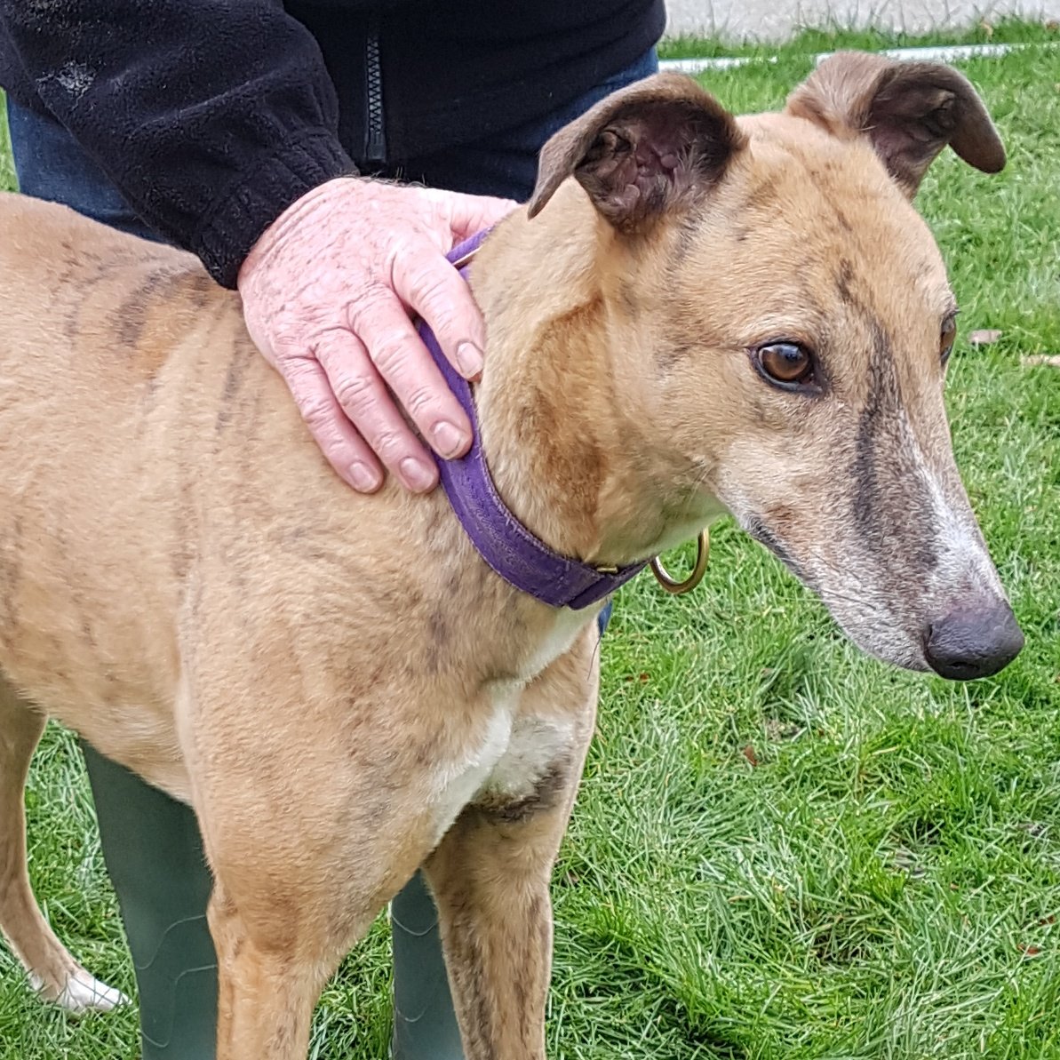 Nightowl400's tweet photo. #Honesttodog greyhounds make greyt pets! Louie is a sweet lad in rescue in #Shropshire and looking for love β€β€β€ #DOTD https://t.co/imW6hp56h6 #Pointypal β€ https://t.co/rxfPyGtkUF