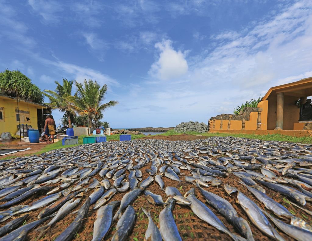 timeoutsrilanka's tweet photo. Sri Lankan dry fish and Maldivian fish are salty and give a distinctive flavour to any dish
https://t.co/8NULMexMAP
#Hikkaduwa #Galle #South #Coastal #Salty #RowsOfFish #Karawala #Umbalakada #DryFish #MaldiveFish  #Tasty #Delicious #Flavour #Explore #TimeOut #TimeOutSriLanka https://t.co/Og9sTUrtLR