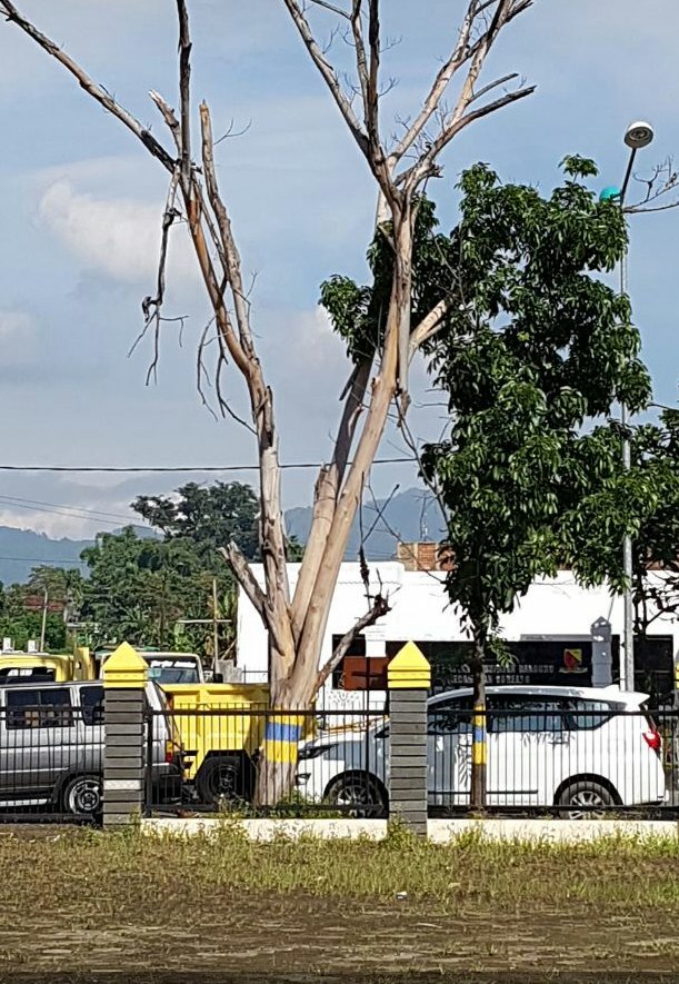 @UPTPertamanandanPemakaman 
Pemangkasan pohon rawan tumbang