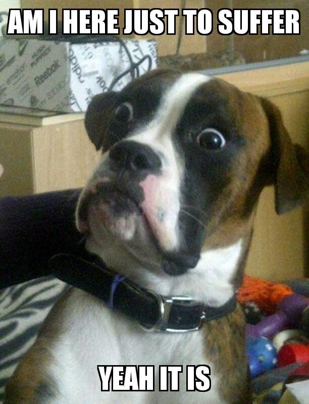 EdTheWannabe's tweet photo. When you are on your exam be like..
#meme #dog #lol #troll #haha https://t.co/rLBPOYRyNz