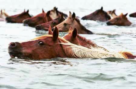 Horses exercising on the track at Cheltenham this morning.