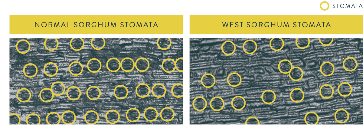 arpaeWEST's tweet photo. We're showcasing our advances in bioenergy production, drought tolerance at the @ARPAE Innovation Summit this week in #WashingtonDC. https://t.co/bFWW0cQt4V

For example, we #SaveWater by reducing the number of pores in the leaf, called stomata, that allow water to escape. https://t.co/YAfYIB1RVn