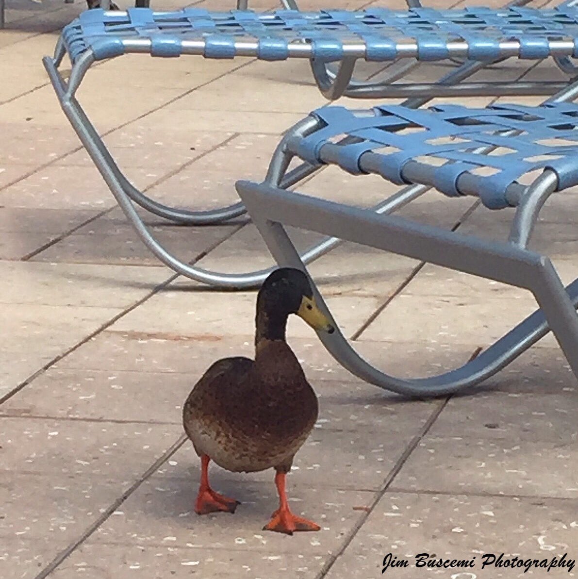 Jbusc33's tweet photo. #tanning #ducks #birdphotography #orlando #florida #lazingonasunnyafternoon #birdsofinstagram #birds #ducksofinstagram #naturephotography #wildlifephotography #chaselounge. https://t.co/2lzzvJZtDD