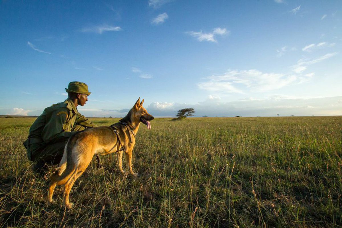 petsbynature's tweet photo. #NationalWildlifeWeek kicks off today. Even though wildlife refers to undomesticated animals, dogs are employed by #WorkingDogsforConservation to protect #wildlife: poaching prevention, habitat monitoring, invasive species detection, etc. #dogsareawesome https://t.co/DupbR6Nj4u https://t.co/rktCEGj9NS