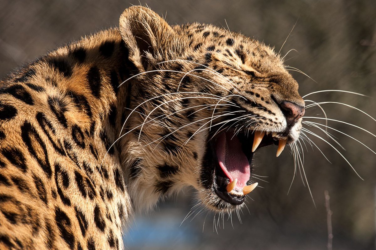 PghZoo's tweet photo. Monday morning after #DaylightSaving time starts has us like... #zooforall https://t.co/8xq215jIXK