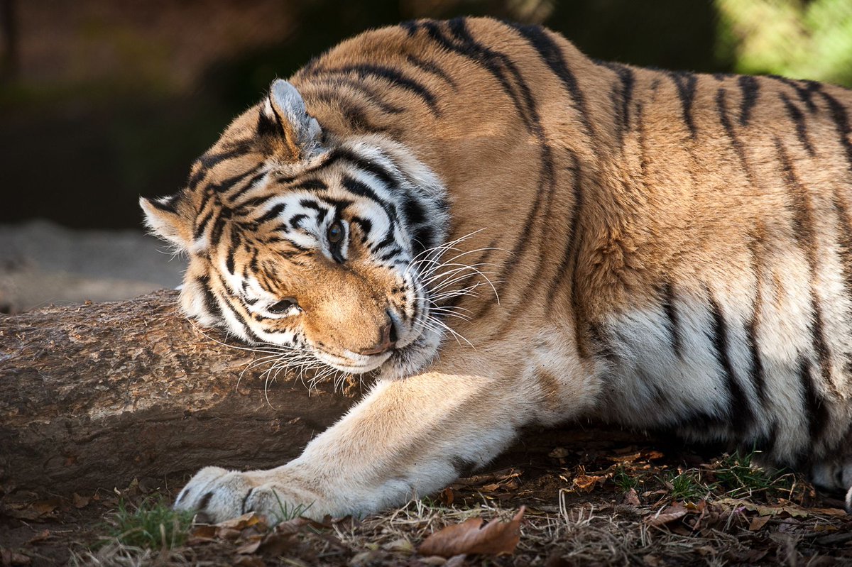PghZoo's tweet photo. Monday morning after #DaylightSaving time starts has us like... #zooforall https://t.co/8xq215jIXK
