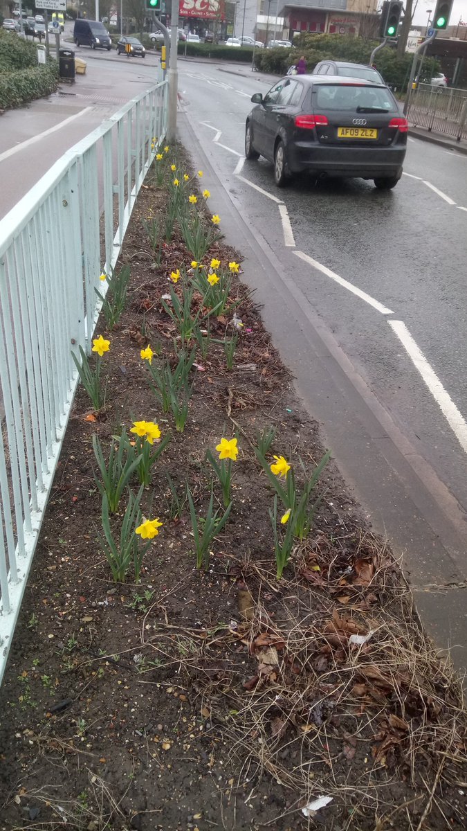 guerrgroundsman's tweet photo. My daffs are trying to pierce the gloom, by Coldham's Lane railway bridge https://t.co/NlBM1enNAL