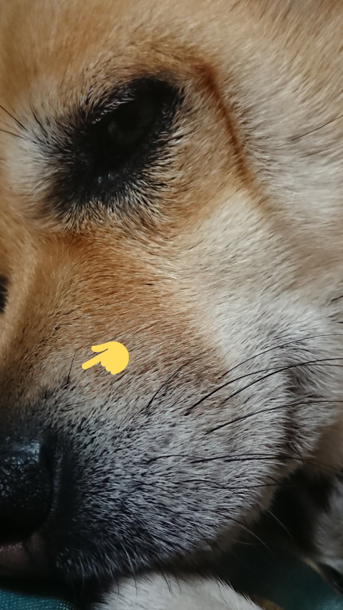 犬のひげ Twitter Search Twitter