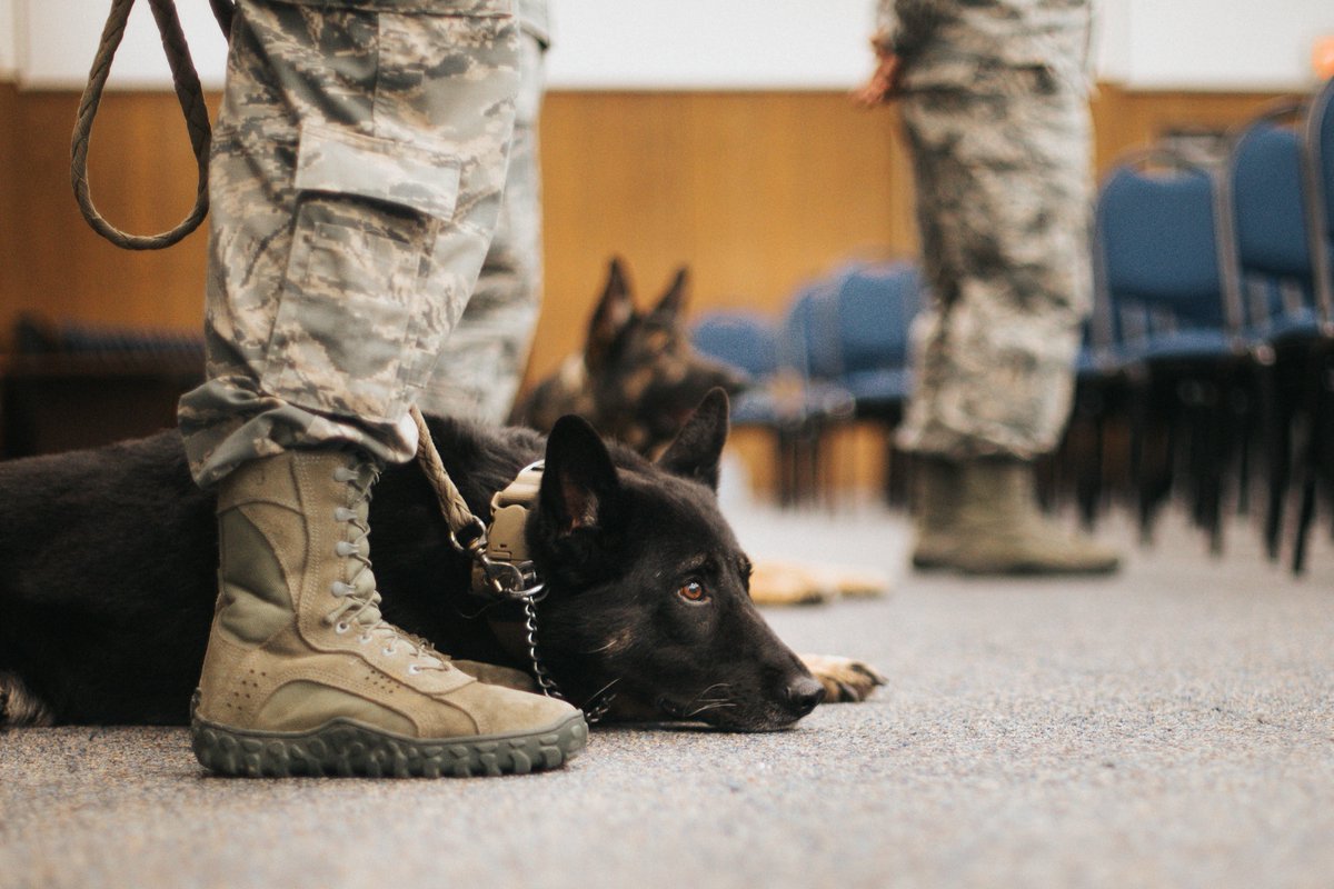 DeptofWar's tweet image. On this #NationalK9VeteransDay, we’d like to take a moment to thank the loyal and hard-working retired 🐶 who stayed close and kept service members safe on countless missions: go.usa.gov/xXCBb #KnowYourMil