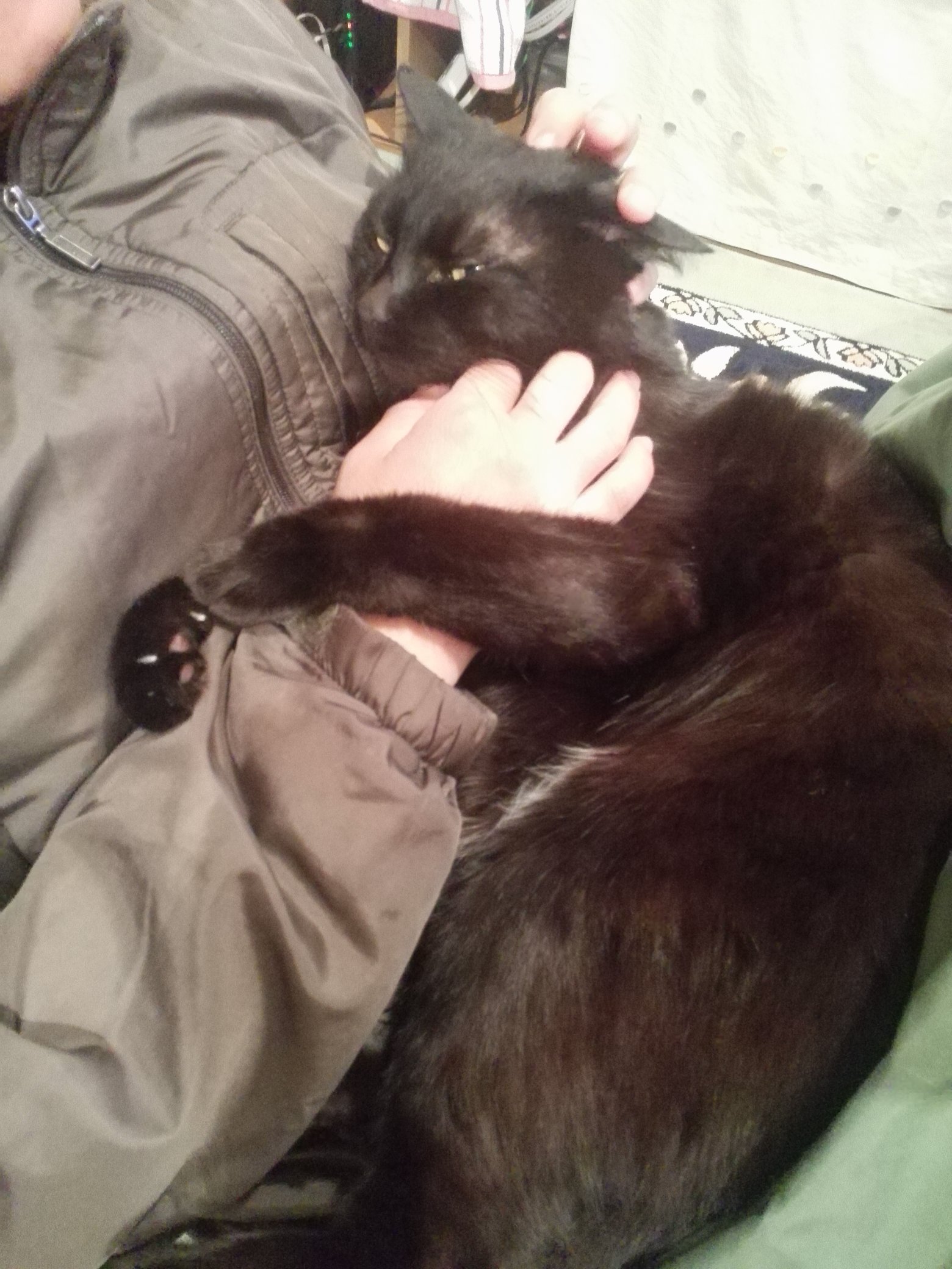 山に住んでいます No Twitter パパが抱っこするといっつも腕に抱きつく黒猫 迷惑そうな顔だけど ゴロゴロ言ってます 猫好きさんと繋がりたい 黒猫 だっこちゃん T Co 8yciuyhdcm Twitter