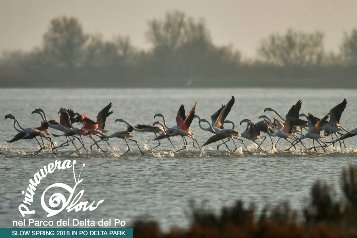 ERTourism's tweet photo. #PrimaveraSlow: 14 weeks of events dedicated to Nature. More than 1000 events to discover the Po Delta Park: https://t.co/jOriRKdtyu | #inEmiliaRomagna https://t.co/5IxovUWeSU