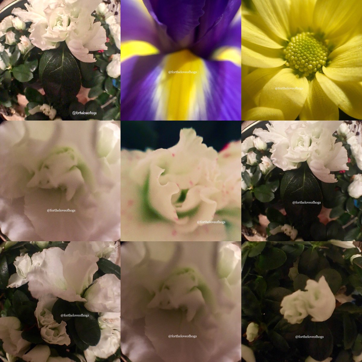 4theloveofhogs's tweet photo. #microlens #microflowers #flowers #micropicture #compliments  #beauty #beautiful #floral #adore #inpinks #yellows #whites #greens #purples #neverhurtanyone #love #buds #growth #adore # #intheeyesofthebeholder #beautyisintheeyeofthebeholder 🌼🌷🌻🌸🌺💐🌹☕️😍 https://t.co/WoW5G6dyZH