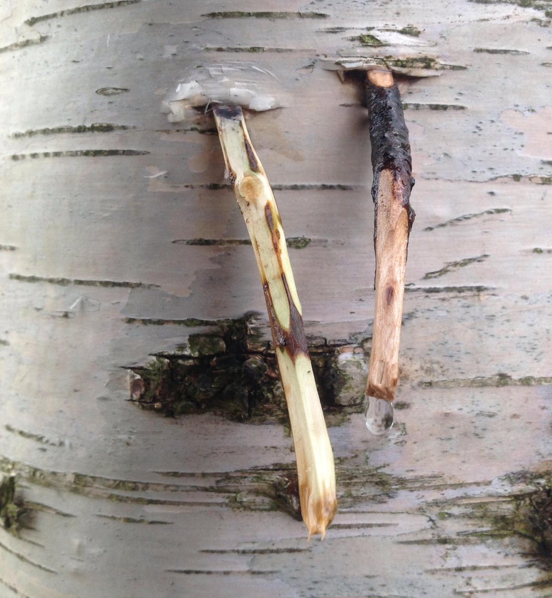 Its birch water all round at Arganorganics HQ this morning. Collected today from our own trees, great way to start the week!