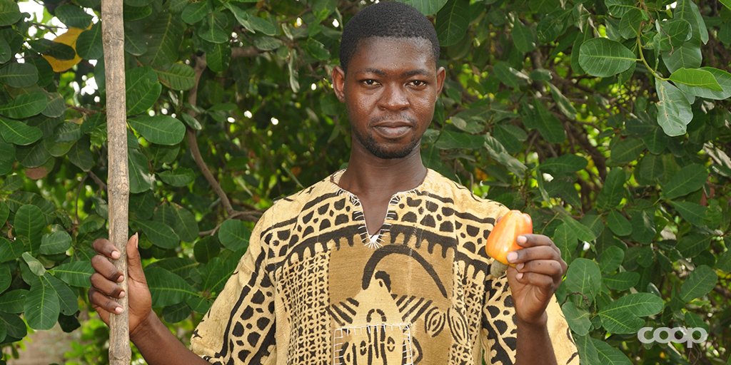 coop_ch's tweet photo. Biologisch & #fair bis in den Kern. Mit unseren Partnern unterstützen wir Kleinbauern in Benin eine lokale Verarbeitung aufzubauen & ihre Cashews nach Bio Suisse zu zertifizieren. Fairtrade Max Havelaar tragen die Kerne schon. #Tatenbank #NeueTat https://t.co/XzhCfB9uUI https://t.co/nS685IYX1Z
