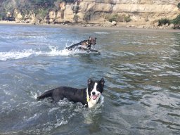EmzLCarroll's tweet photo. Can't train your #doggo ? Might be due to their genes: success in training is linked to gene variants in receptors for that ubiquitous regulator of behaviour, oxytocin https://t.co/X4bao3geHD #genscience #oxytocin #dog https://t.co/51S237IzUm