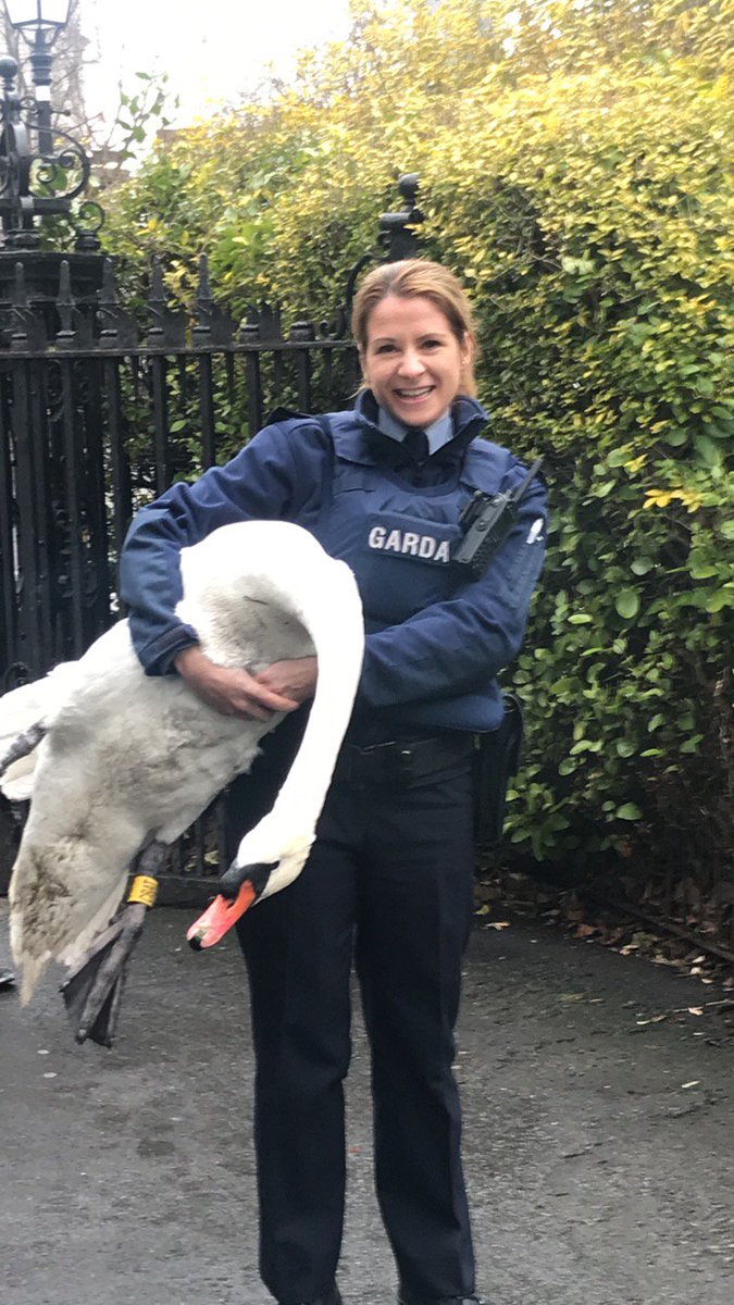 gardainfo's tweet photo. Garda Gillian Duffy of Irishtown Gda Station assisted a Pearse Street Unit and captured a swan from Aungier St. The Swan which was a danger to itself and other road users was walked back to the lake in St Stephens Green Pk. https://t.co/zmmvEXyzAL