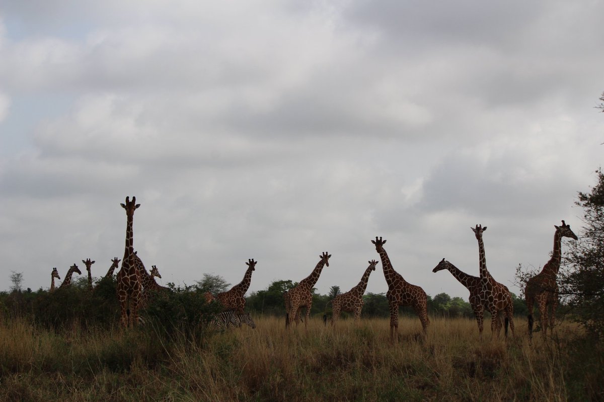 When its starting to get dark and you have the feeling you are being watched, then you turn around to this... #giraffes #socurious #whatyadoingthere #merunationalpark #phdfieldwork