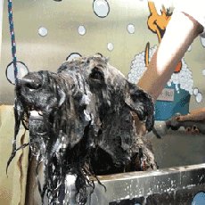 K9DogWash's tweet photo. How often does your dog get a wash? Treat your dog to a good shampoo using one of our K9000 machines. https://t.co/se6NOm7TXl #K9000 #K9000dogwash #dogwash #dogsofinstagram #poochlove https://t.co/R1PZEBowM7