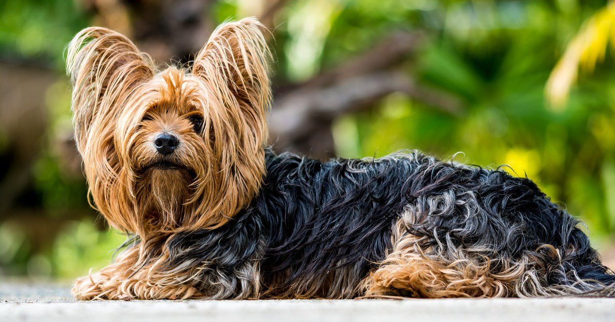 K9DogWash's tweet photo. #DidYouKnow that dog fur grows in stages? Take a closer look at these stages here: https://t.co/9hN3sK8Fax
#K9000 #K9000dogwash #dogwash #fur #yorkshireterrier https://t.co/OBb833wqiY