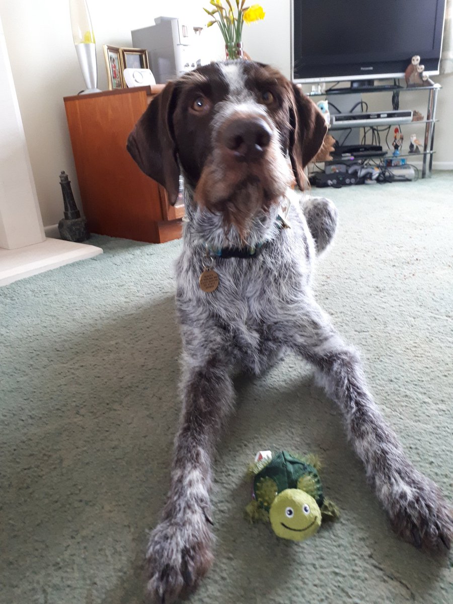 Look at what mum bought me are <a href="/Crufts/">Crufts</a> , I have loads of presents but I love my <a href="/KongToys/">Kong Toys</a> turtle #Crufts
