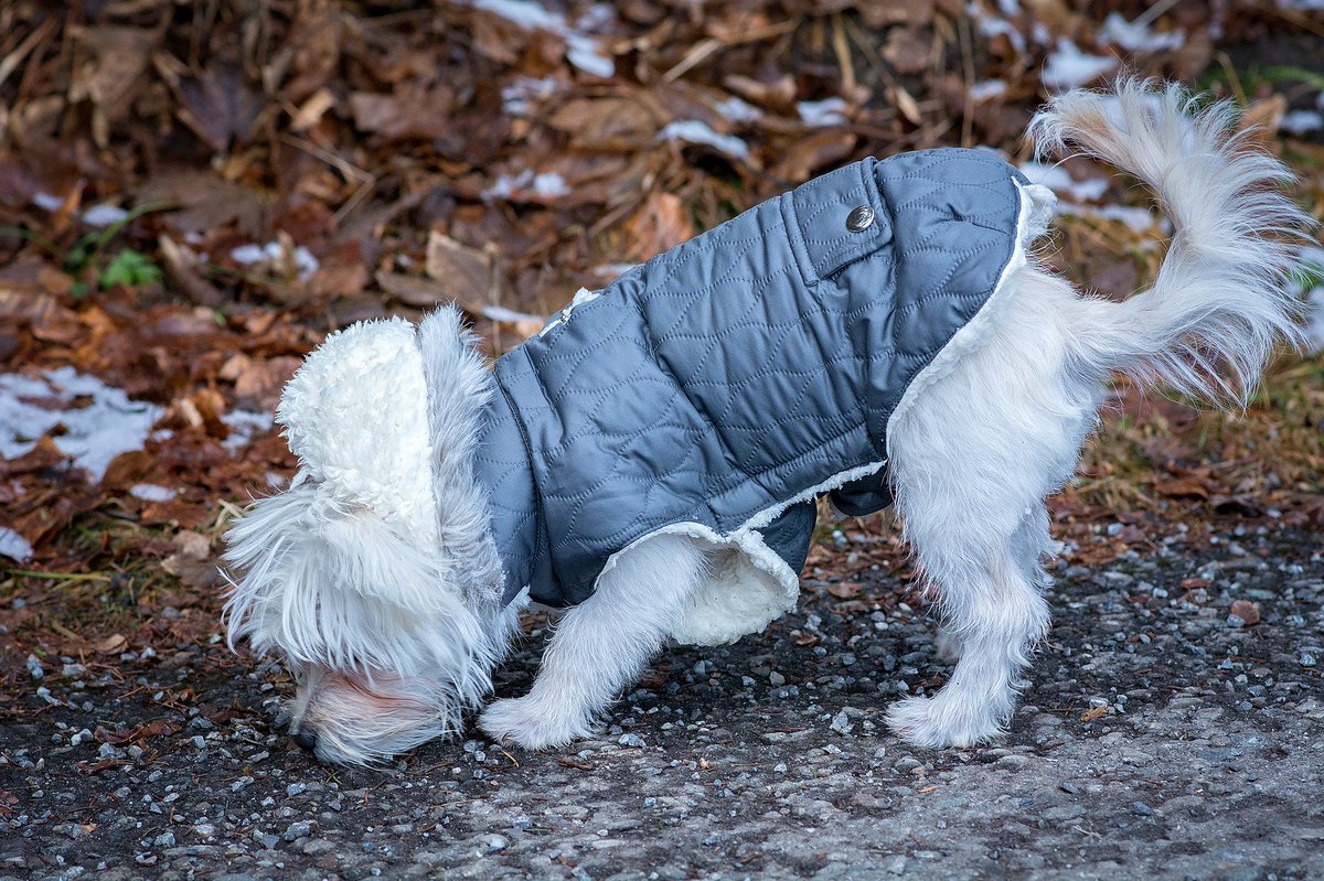K9DogWash's tweet photo. Want your dog to enjoy tracking more? Playing hide-and-seek with a toy or item of clothing can be a tracking challenge for them. Give it a go! #K9000 #K9000dogwash #dogwash #poochlove #dogtracking https://t.co/6r5bptqi4L