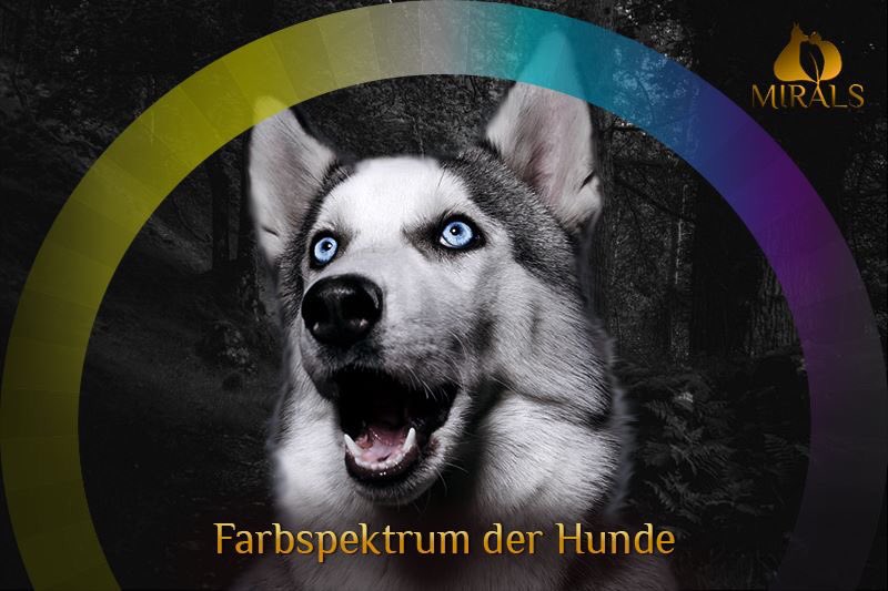 _mirals_'s tweet photo. Ihr wolltet schon immer einmal wissen, wie Eure Lieblinge tatsächlich sehen? Dann schaut jetzt bei unserer Facebook-Seite vorbei. 🐾🤗 
#hund #hundeauge #hunde #mirals https://t.co/jwR4bmgjKi