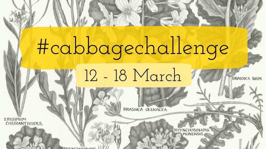 wildflower_hour's tweet photo. This weekโs #wildflowerhour quest is to find a member of the Brassicaceae or cabbage family. Post your pics using the hashtag #cabbagechallenge! https://t.co/08hInsGBDt