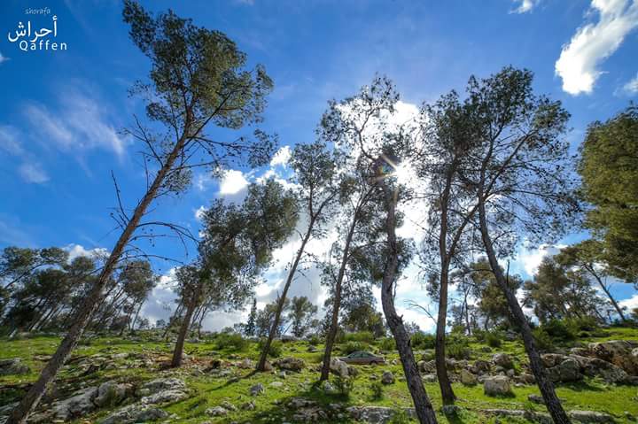 #صور أحراش قفين - #طولكرم - #فلسطين 💚