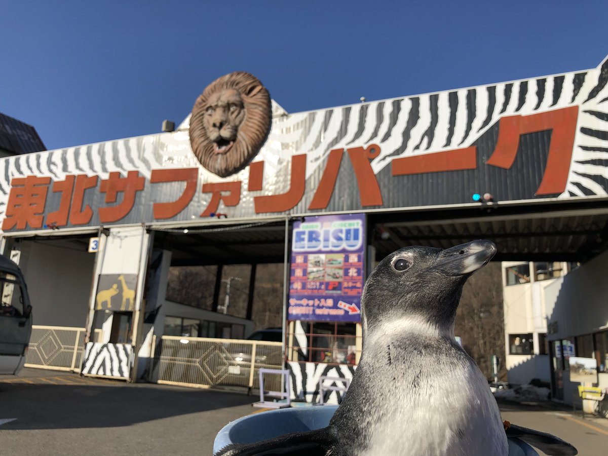 東北サファリパークが代車のレンタルを全力でオススメする理由がこちら ホントに大変なことになる Togetter