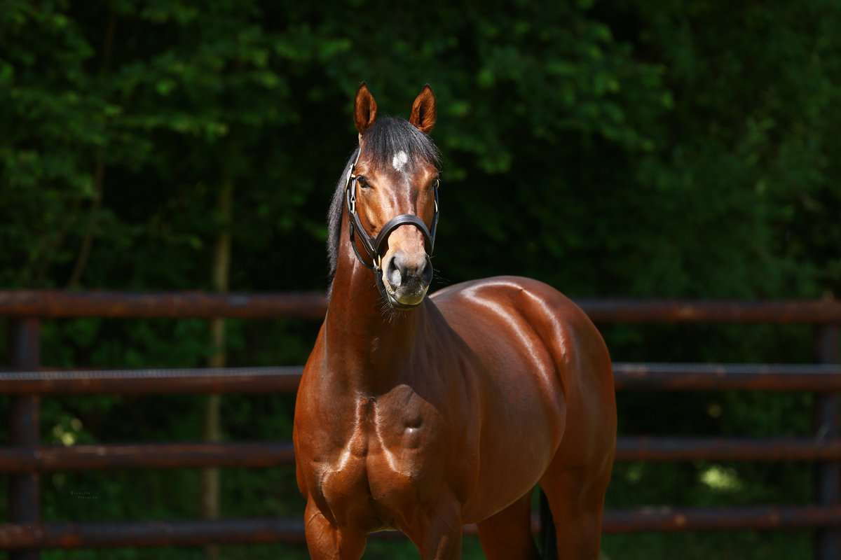 AlShaqabRacing's tweet image. Very sad to announce the passing of Prix Morny G1 winner #TheWowSignal, fighting against laminitis for the past months. A big blow to our team who have been caring for him since he arrived at Haras de Bouquetot in 2016. He is survived by two small crops, inc. 8 yearlings. 💔