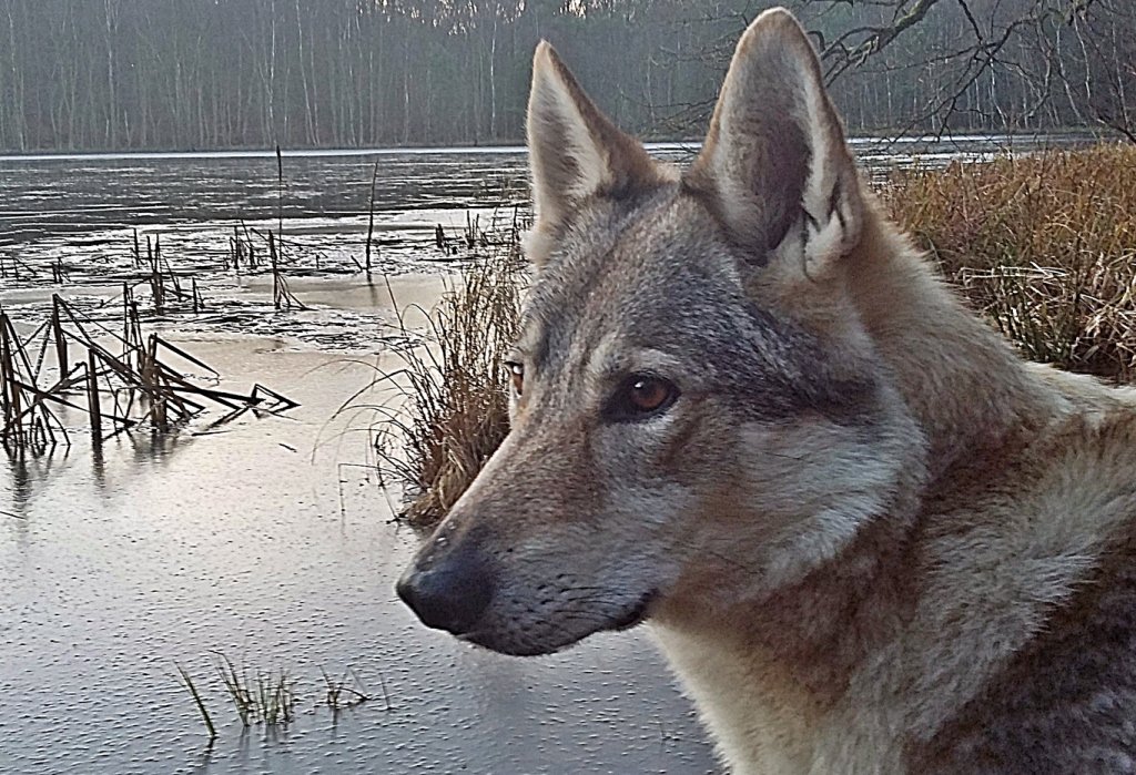 ursaabt's tweet photo. Hund aus 2. Hand – Teil 2 https://t.co/N6c0TI810p https://t.co/NpQnucZ4Tx
