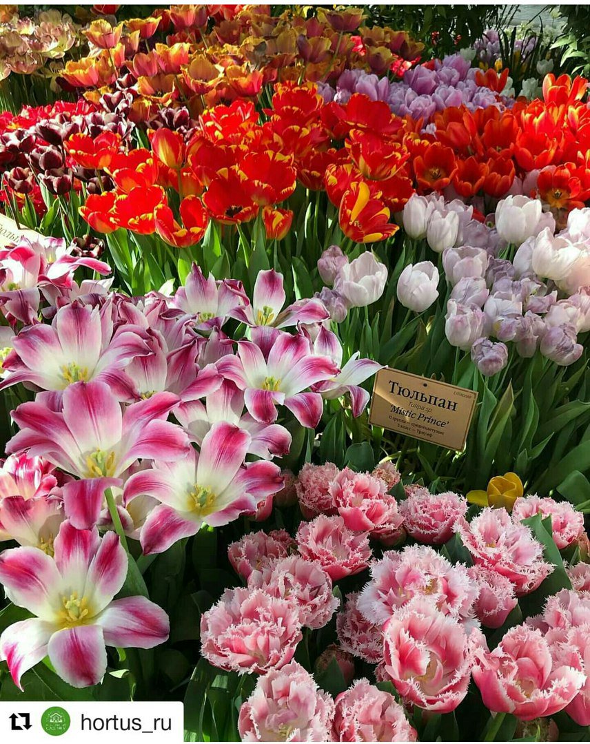RenMoscow's tweet photo. #OurNavigatorsRecommend Be the first to feel the approximation of spring on the exhibition #SpringRehearsal in The Apothecaries’ Garden. Read more: https://t.co/71n7orWw7A. https://t.co/H3FEh3Grxw