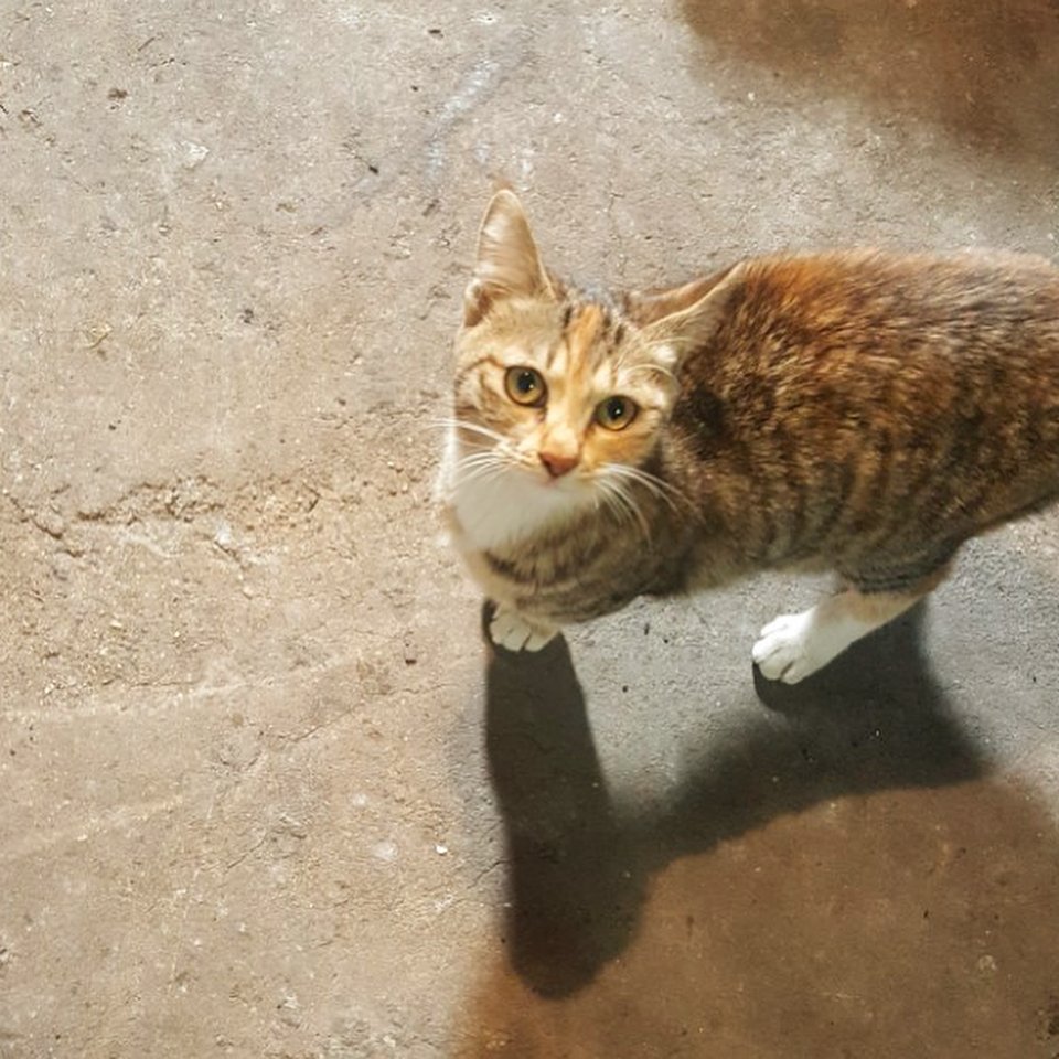 CrayonPopSnaps's tweet photo. [GEUMMI INSTAGRAM(3P)] g.mi: 🐱
-
-
코숏.암컷.중성화🙅🏻‍♀️
5-6개월 추정
2월말 사촌언니 가게 주차장에서 유... https://t.co/3Aea81AGRL #kpopsnaps https://t.co/gag4rNWzMo