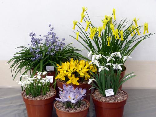 Our Kendal Show in conjunction with @ScottishRockGC is this Saturday (17 March) Nurseries attending: Aberconwy Edrom Hartside Harperley Hall Kevock Laneside Hardy Orchids Pottertons Slack Top Summerdale Garden Plants More info: bit.ly/kendal-show 📷Don Peace