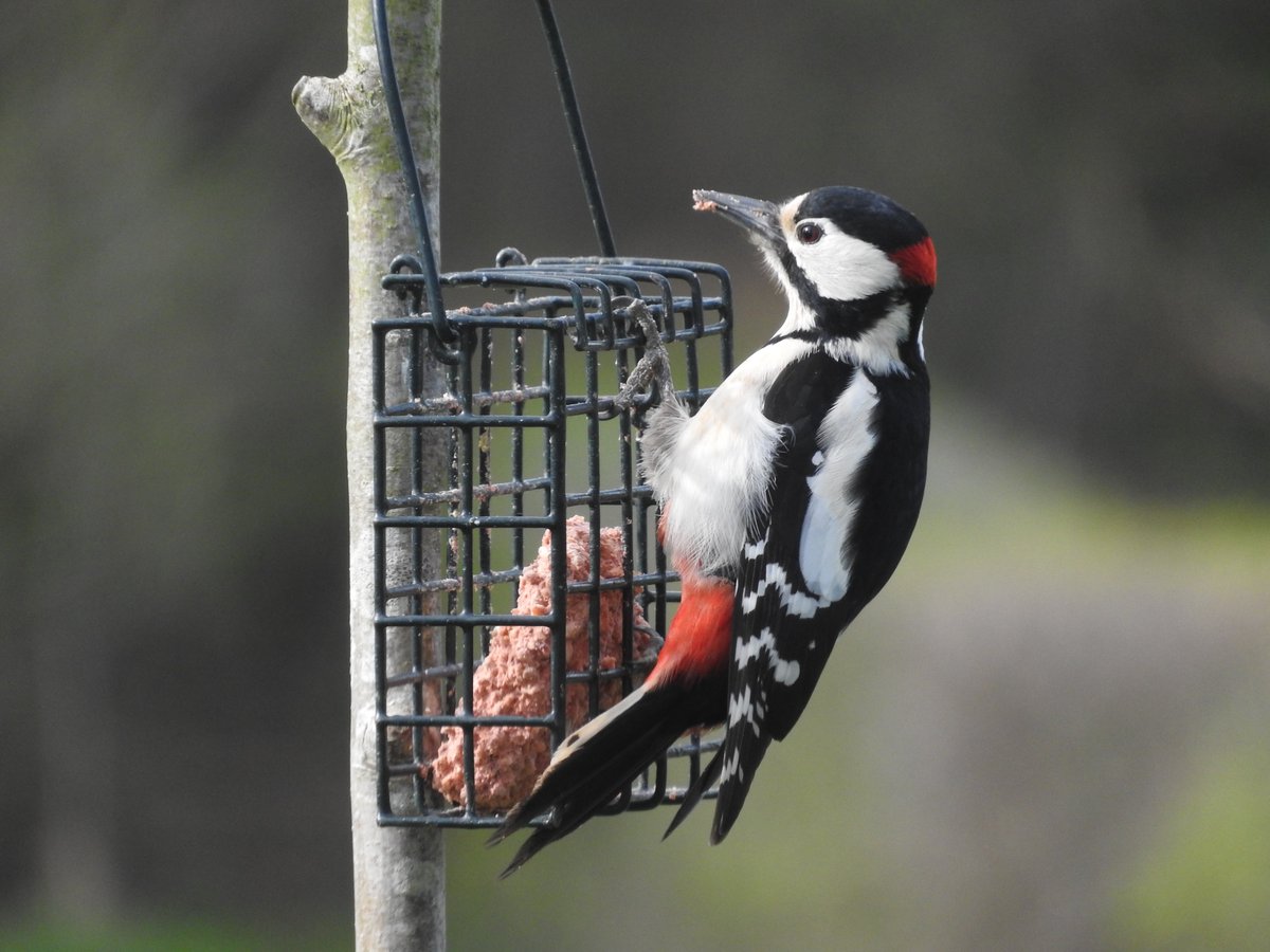 justaddbirds's tweet photo. Great Spotted Woodpeckers are regularly visiting our Just Add Birds garden at the moment. Peanuts and fat blocks are their favourite food sources here. #woodpecker #justaddbirds @BTO_GBW @WildJennySteel https://t.co/4CWq9tBIuW