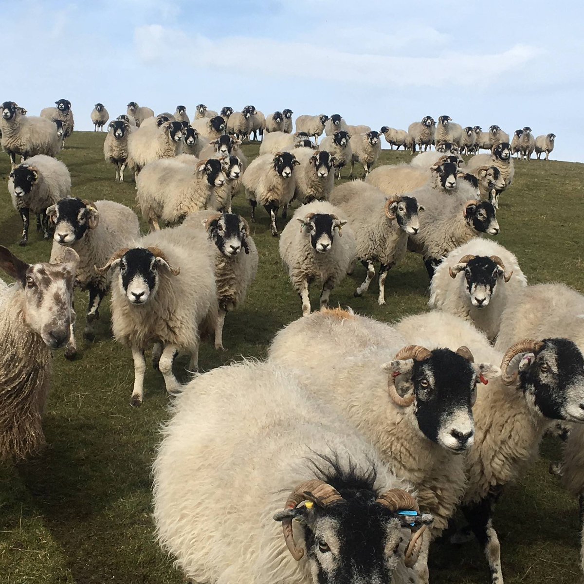 ThorntonFarm's tweet photo. A visitor sent us this great photo taken on our #Safari ride this weekend #Sheep #SheepRacing #FarmAnimals #Farm #farmlife #farmvisits #Farmfun #getoutdoors #placestogo #thingstodo #visitlancashire #visitnorthyorkshire #visitskipton #visitpendle https://t.co/7ZnVaTCUuk