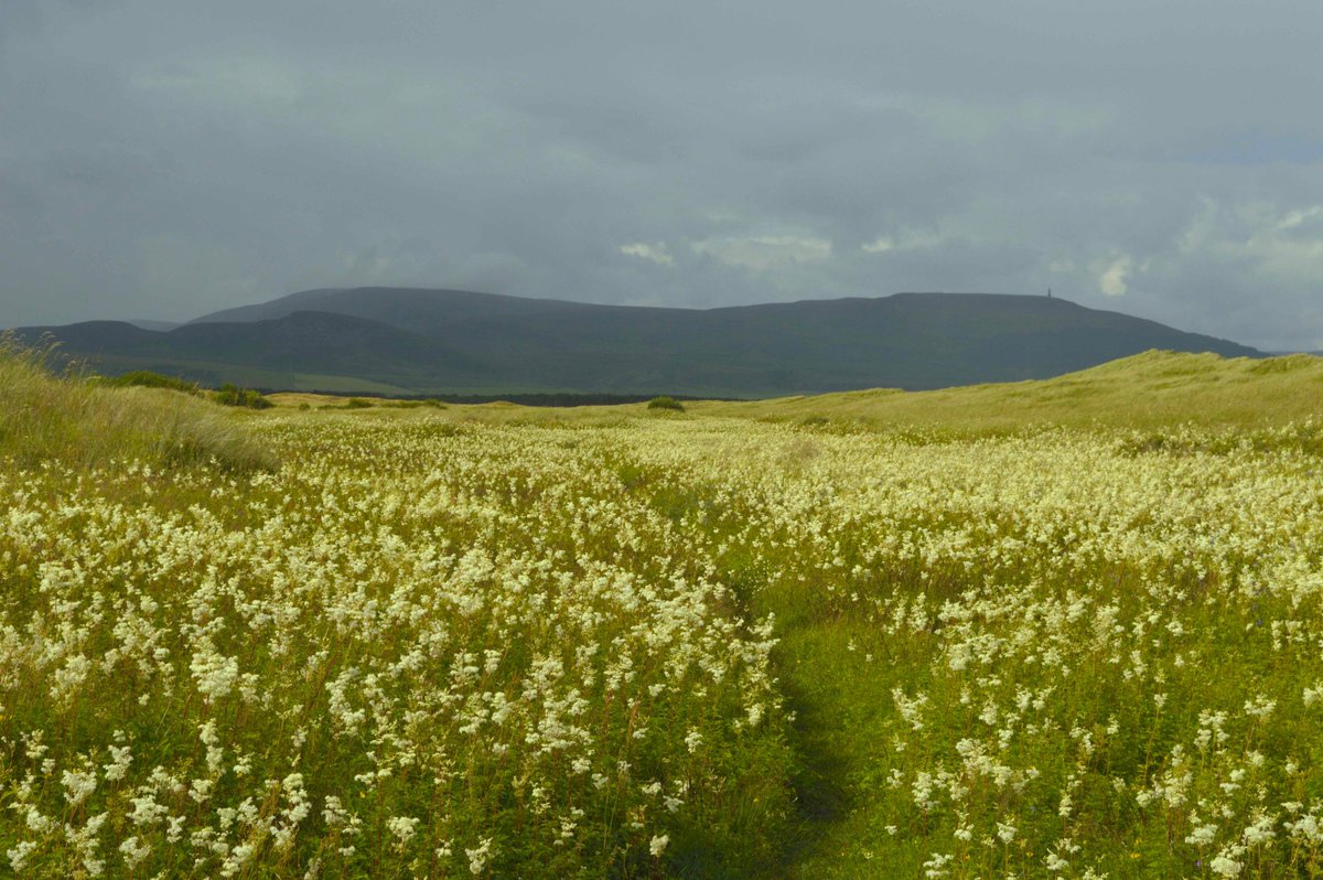 <a href="/bluewoof/">ian madeley</a> The truth is that Dr Tom Dargie parted company with <a href="/TrumpGolf/">Trump Golf</a> after it ignored his ecological advice to avoid development on #FoveranLinksSSSI. Dr Dargie surveyed 95% of Scotland's dunes for SNH. His experience, scientific expertise &amp; detailed reasoning should not be ignored.