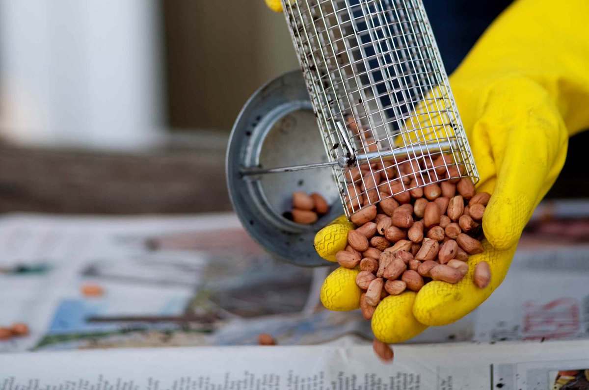 Gardeners World Mag V Twitter Clean Bird Feeders Regularly To