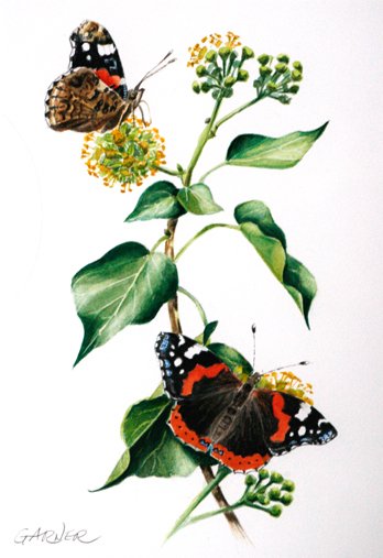 garnerart's tweet photo. Happy Birthday, @savebutterflies. Here's my latest Red Admiral painting as a virtual birthday card. #BC50th https://t.co/rRbuKHBAtS