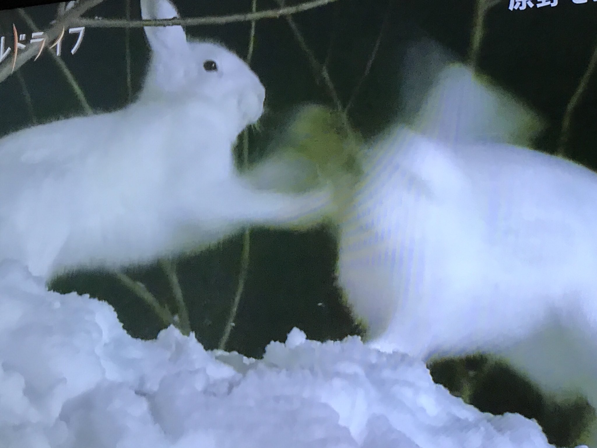 うさふー サロベツ原野最速のユキウサギは カモみたいな声で鳴く ワイルドライフ T Co Iydyfs4ho8 Twitter